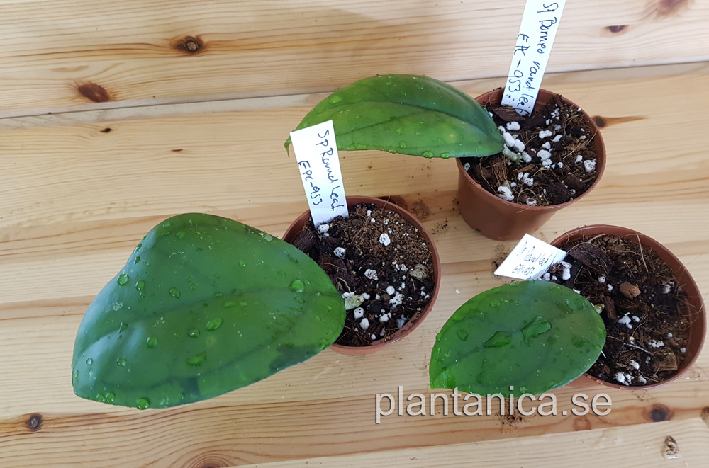 Hoya sp Borneo round leaf EPC-953 - rotad kp hos Plantanica webbutik