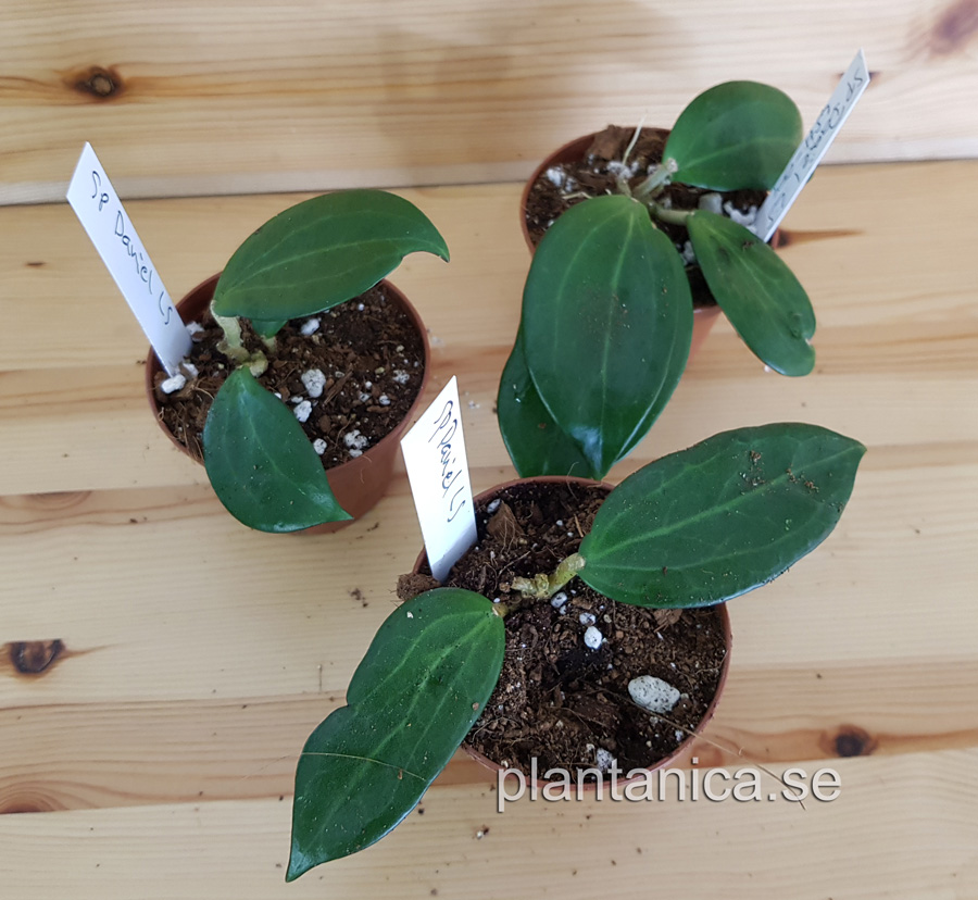 Hoya sp Daniel LS - rotad kp hos Plantanica webbutik