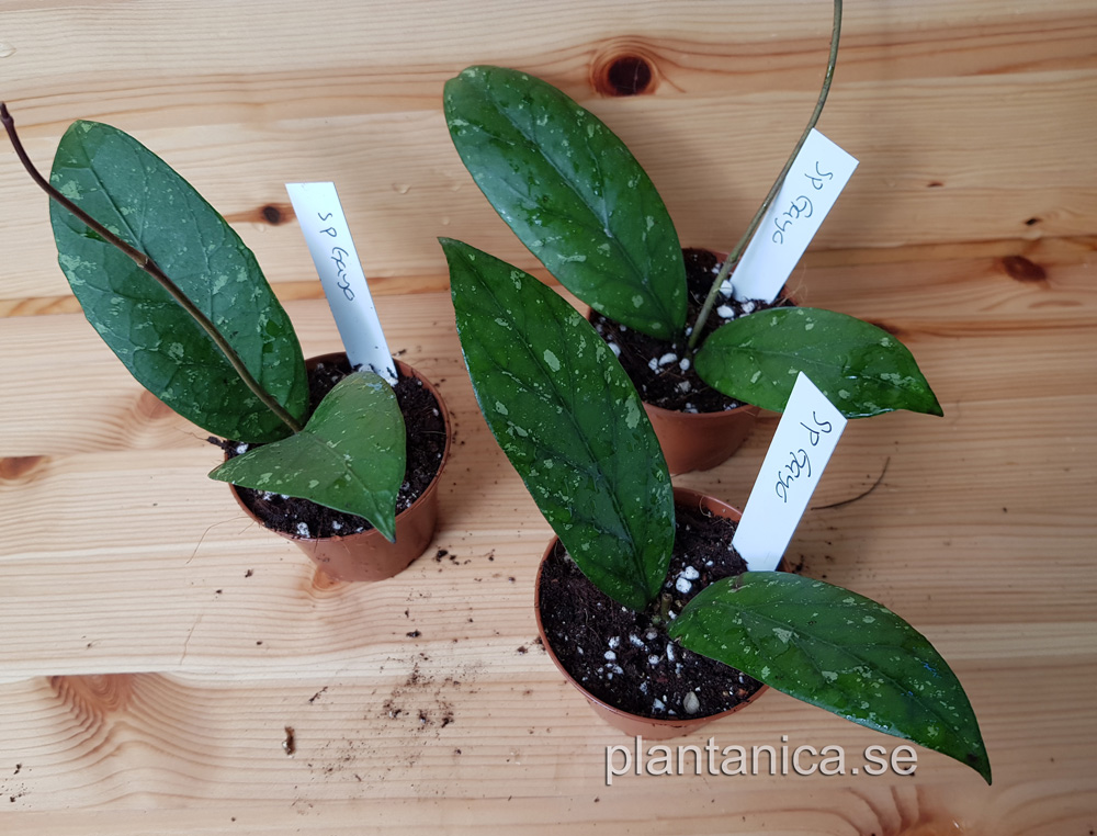 Hoya sp Gayo - rotad köp hos Plantanica webbutik