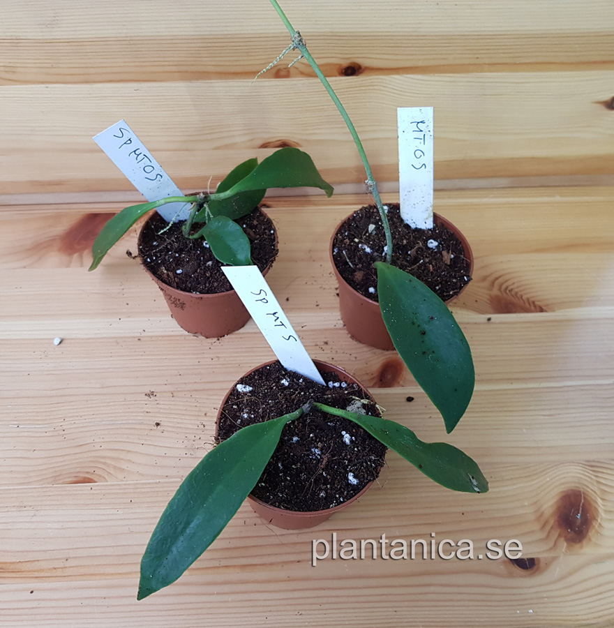 Hoya sp MT05 - rotad kp hos Plantanica webbutik