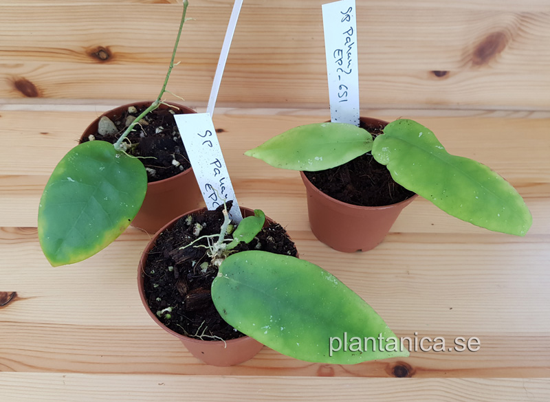 Hoya sp Pahang EPC-651- rotad köp hos Plantanica webbutik