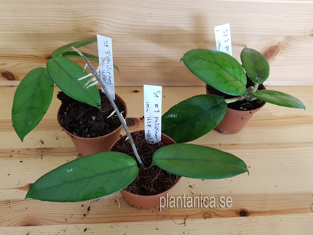 Hoya sp Philipines 3 - IML 1658 - rotad kp hos Plantanica webbutik