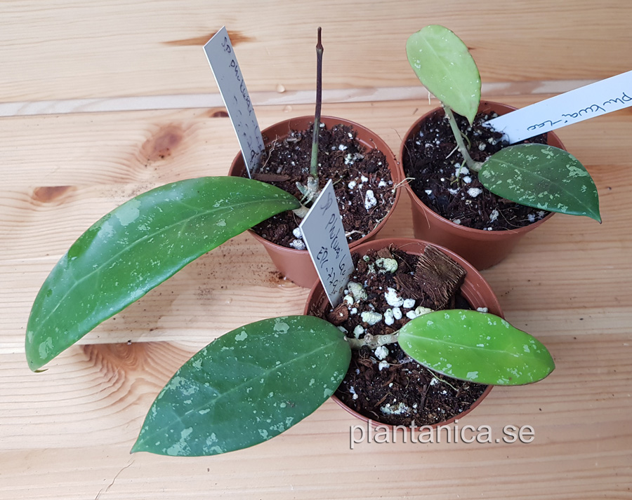 Hoya sp Phukwai Lao EPC-779 - rotad kp hos Plantanica webbutik