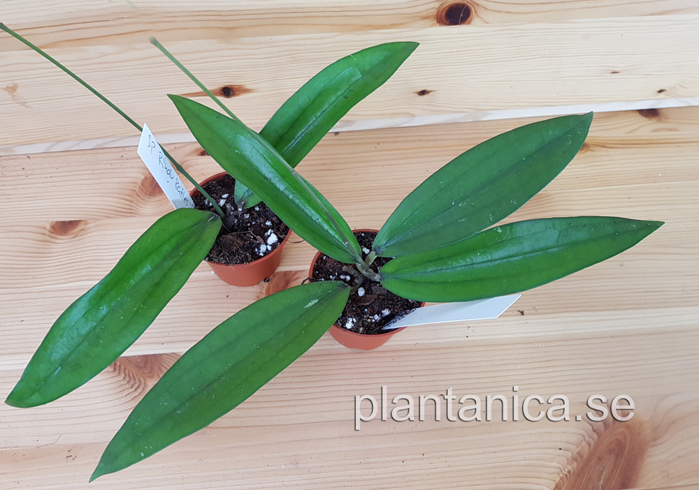 Hoya sp Rindu Rafflesia - rotad köp hos Plantanica webbutik