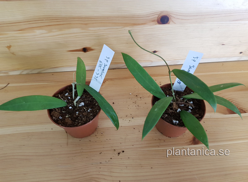Hoya sp Saraburi - rotad kp hos Plantanica webbutik