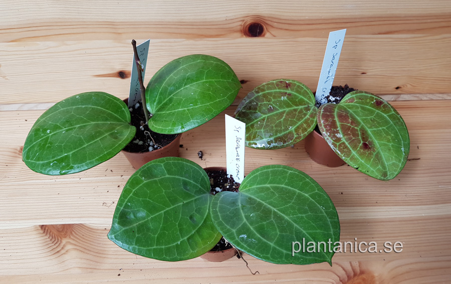 Hoya sp Sarawak Cream - rotad köp hos Plantanica webbutik