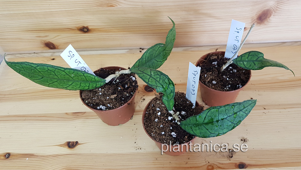 Hoya sp UT 073 - rotad kp hos Plantanica webbutik