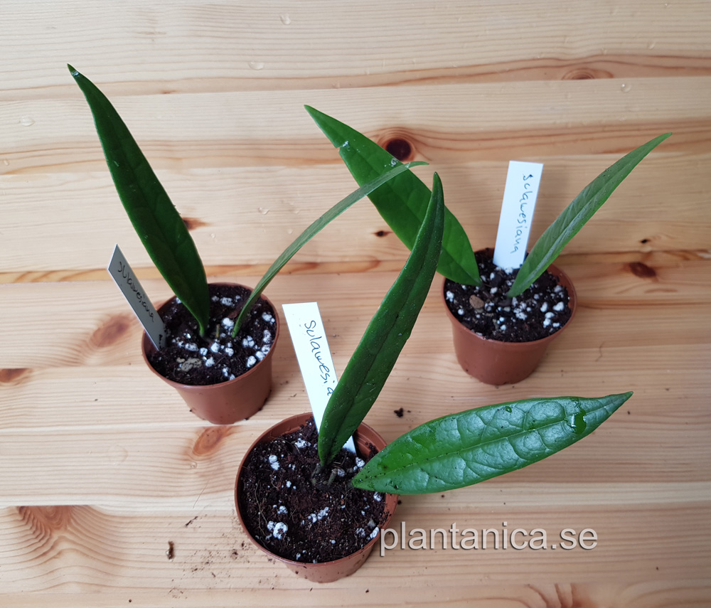 Hoya sulawesiana - rotad köp hos Plantanica webbutik
