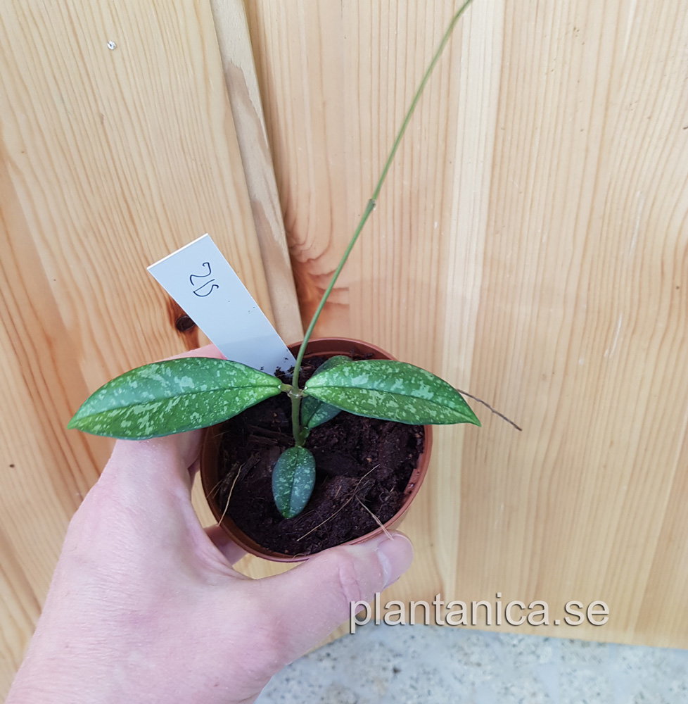 Hoya crassipetiolata - splash - planta 215 köp hos Plantanica webbutik