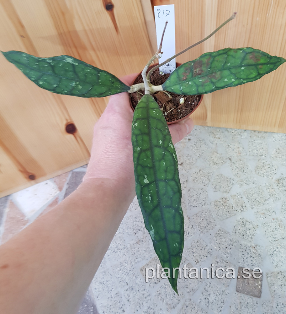 Hoya finlaysonii splash snow - planta 217 köp hos Plantanica webbutik