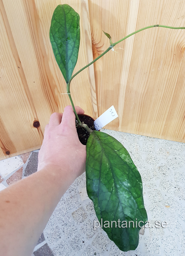 Hoya sp Germany - planta 221 köp hos Plantanica webbutik