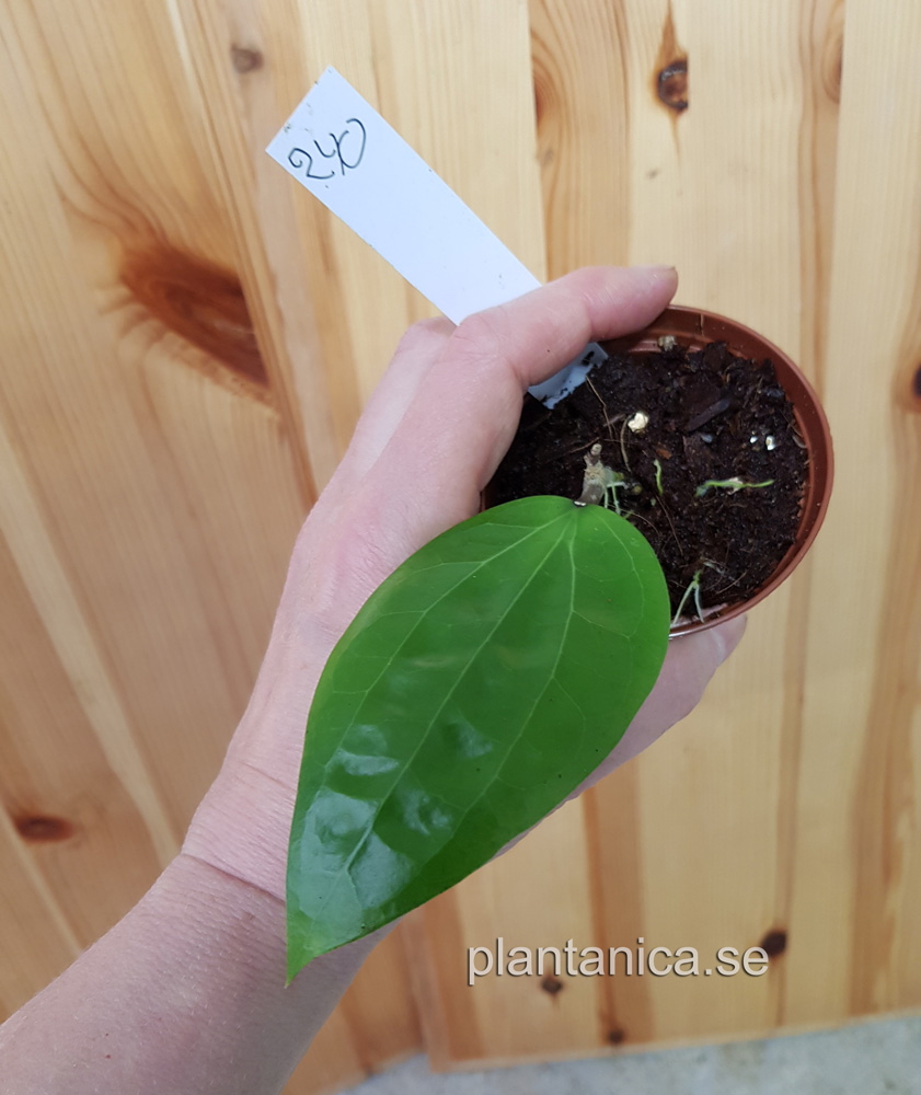 Hoya glabra - planta 240 köp hos Plantanica webbutik
