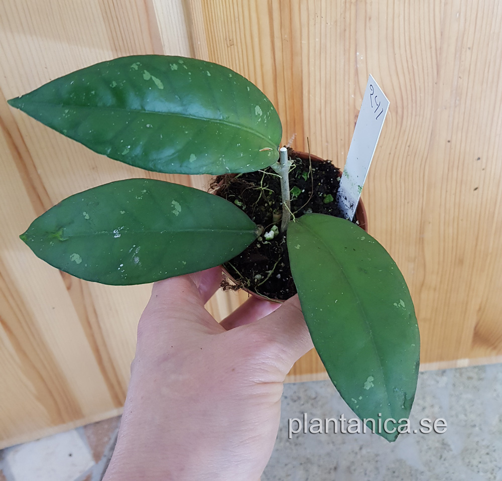 Hoya sp Sumatra 4 T7 - planta 241 köp hos Plantanica webbutik