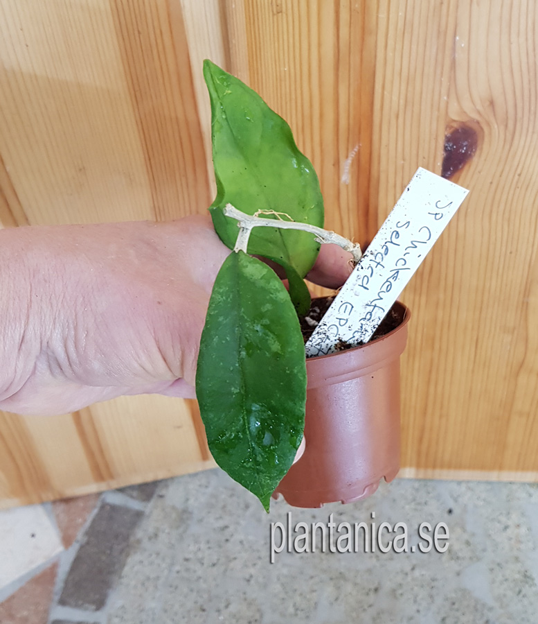 Hoya sp Chicken Farm - planta 243 köp hos Plantanica webbutik