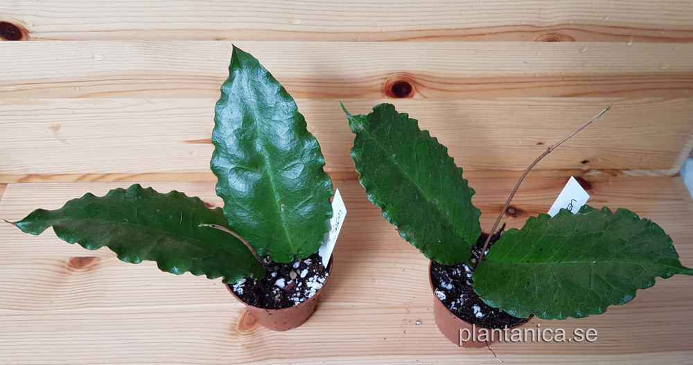 Hoya versteghii - rotad köp hos Plantanica webbutik