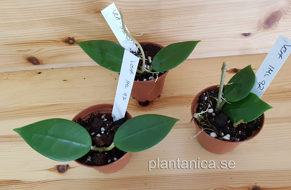 Hoya verticillata IML 97 rotad kp hos Plantanica webbutik