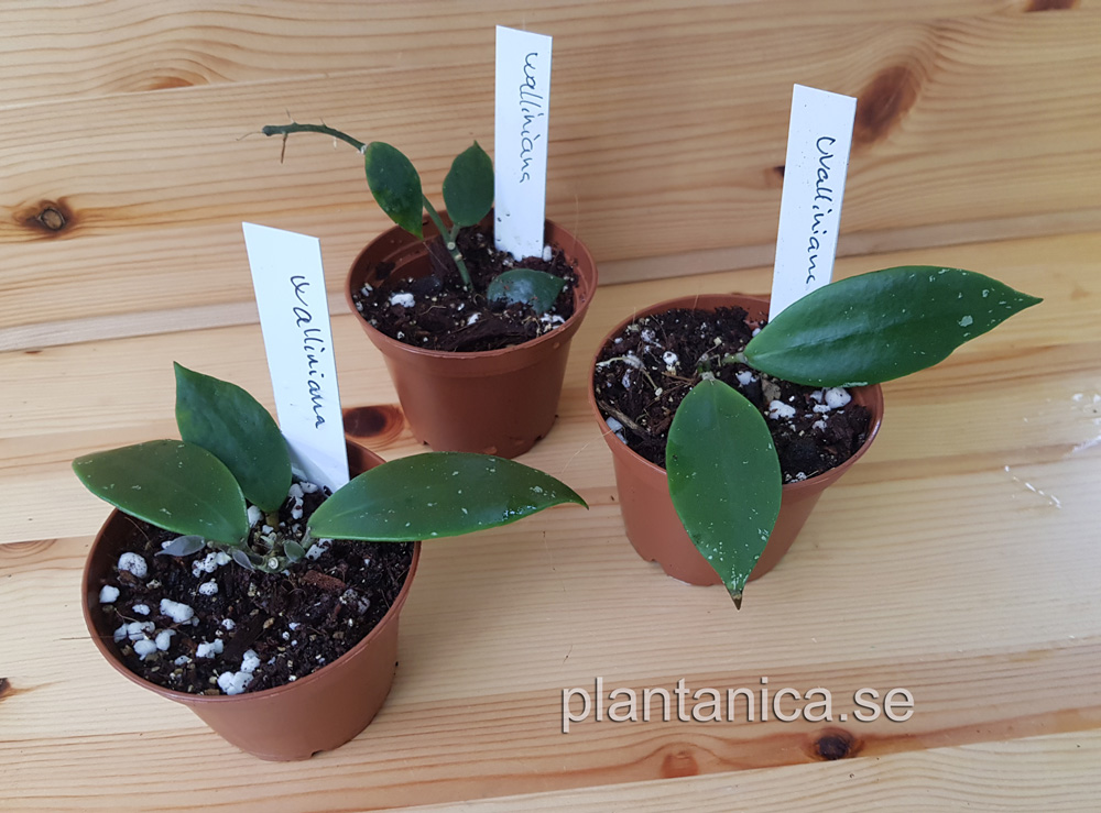 Hoya walliniana EKW97-011 rotad köp hos Plantanica webbutik