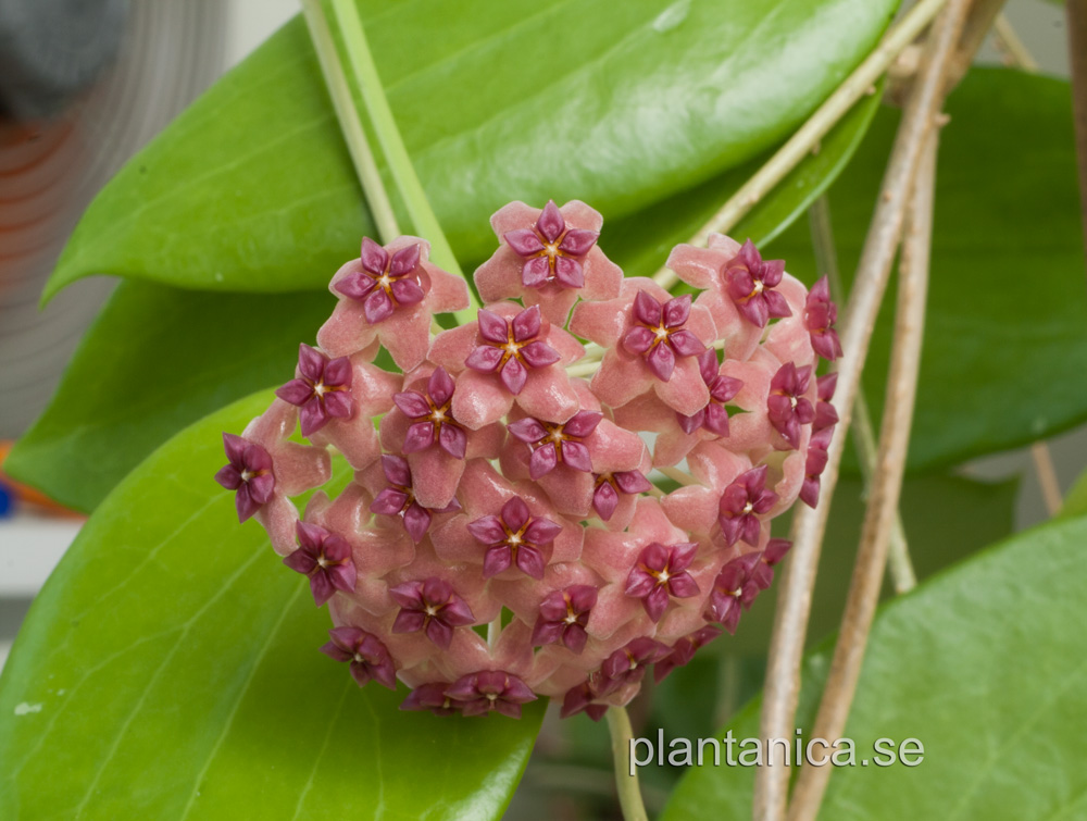 Hoya aldrichii rotad kp hos Plantanica webbutik