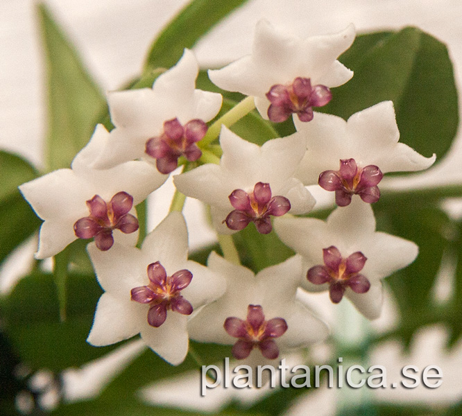 Hoya bella - rotad kp hos Plantanica webbutik
