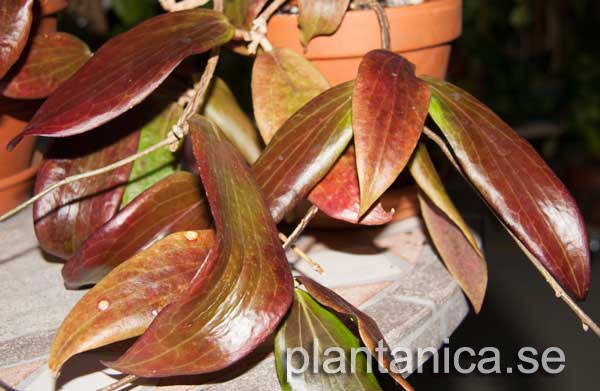 Hoya benguetensis rotad kp hos Plantanica webbutik
