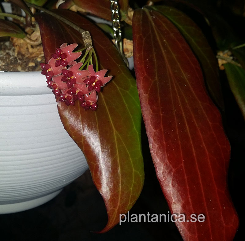 Hoya benguetensis rotad kp hos Plantanica webbutik