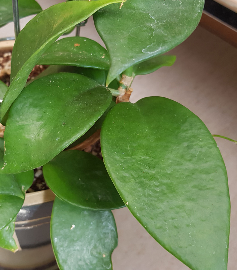 Hoya benitotanii - rotad kp hos Plantanica webbutik