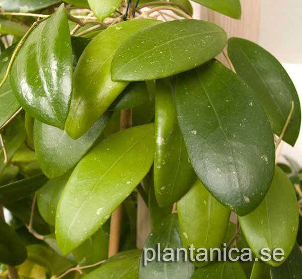 Hoya bhutanica orotad kp hos Plantanica webbutik