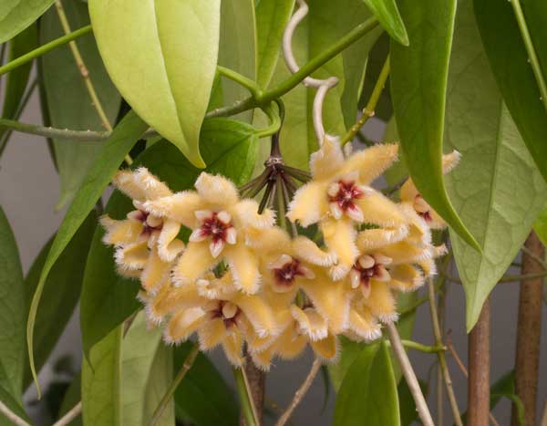 Hoya buotii rotad kp hos Plantanica webbutik