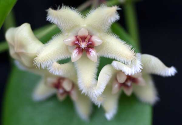 Hoya buotii orotad kp hos Plantanica webbutik