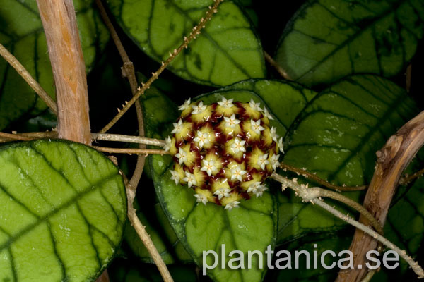 Hoya callistophylla rotad kp hos Plantanica webbutik
