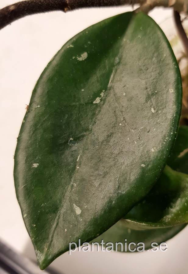 Hoya sp aff carnosa - rotad kp hos Plantanica webbutik