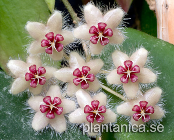 Hoya caudata v Sumatra orotad kp hos Plantanica webbutik