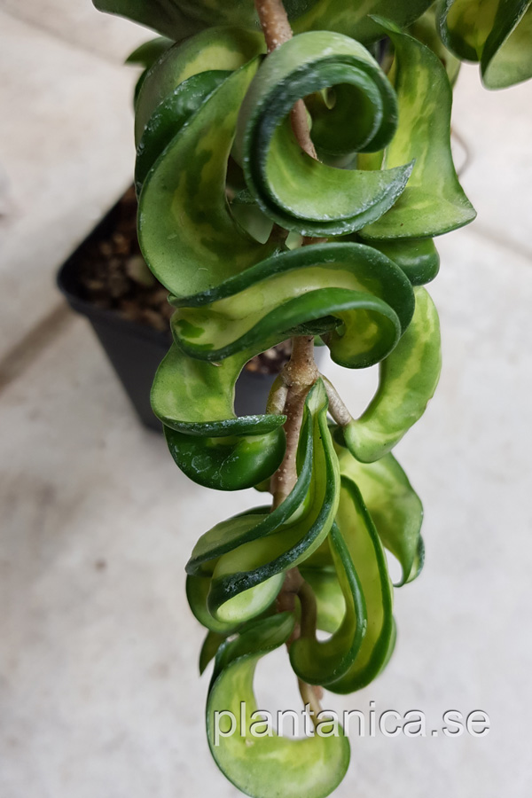 Hoya compacta mauna Loa - rotad kp hos Plantanica webbutik