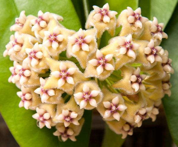 Hoya coriacea orotad kp hos Plantanica webbutik