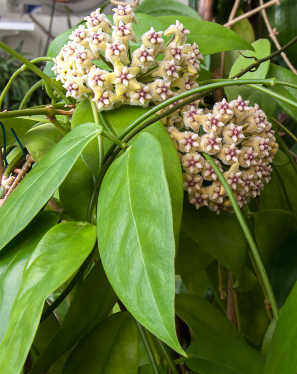 Hoya coriacea orotad kp hos Plantanica webbutik
