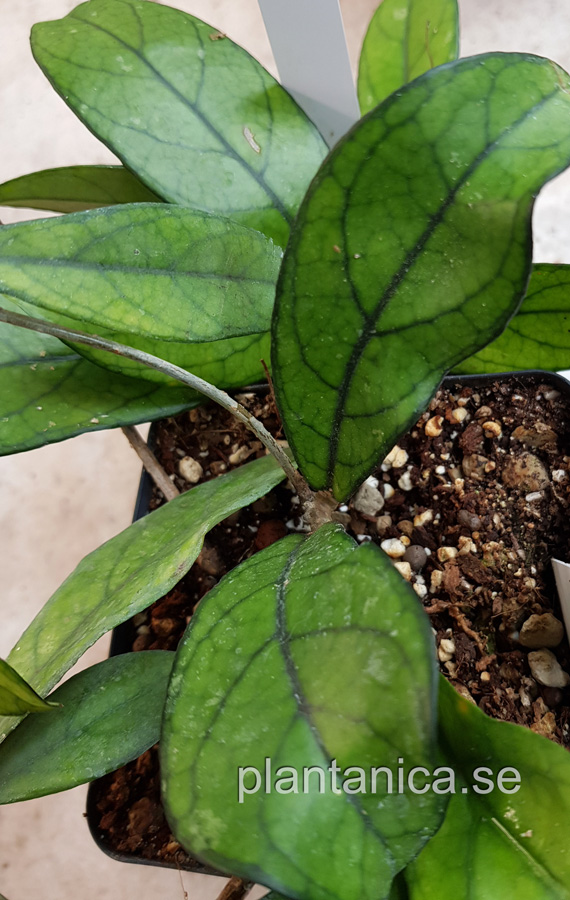 Hoya crassipetiolata SR-2013-005 DaNang - rotad köp hos Plantanica webbutik