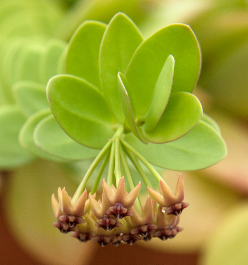 Hoya cumingiana planta köp hos Plantanica webbutik
