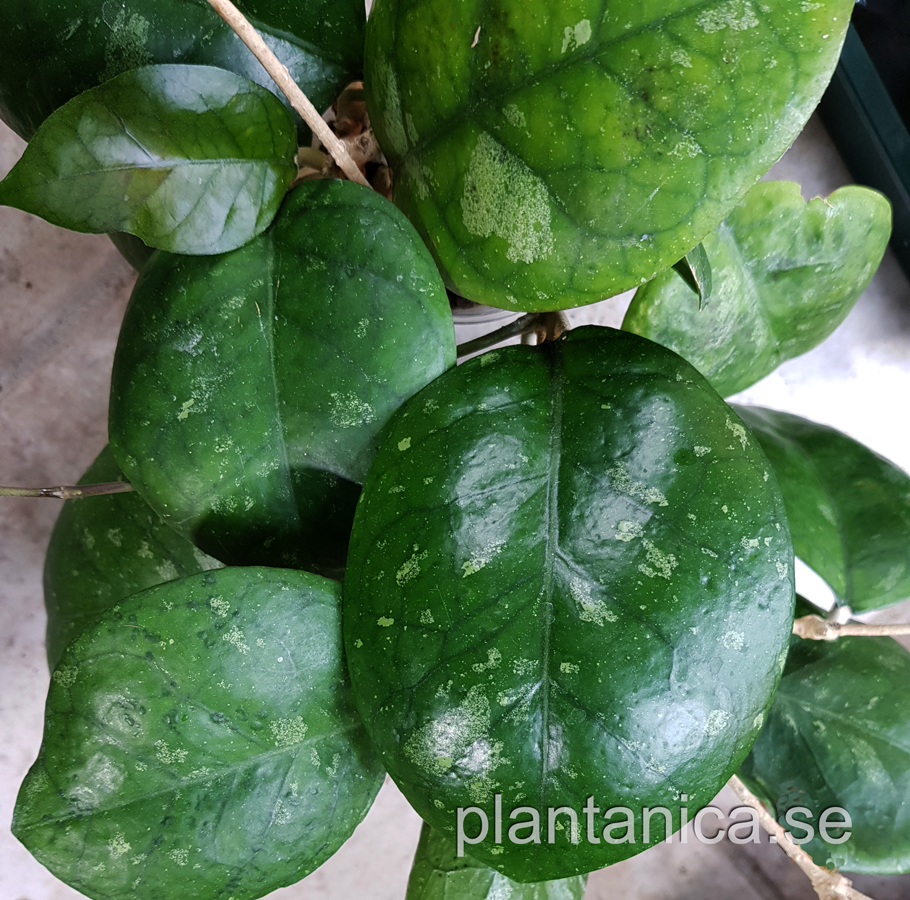 Hoya cv Noelle - rotad kp hos Plantanica webbutik