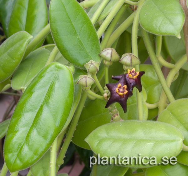 Hoya ciliata rotad kp hos Plantanica webbutik