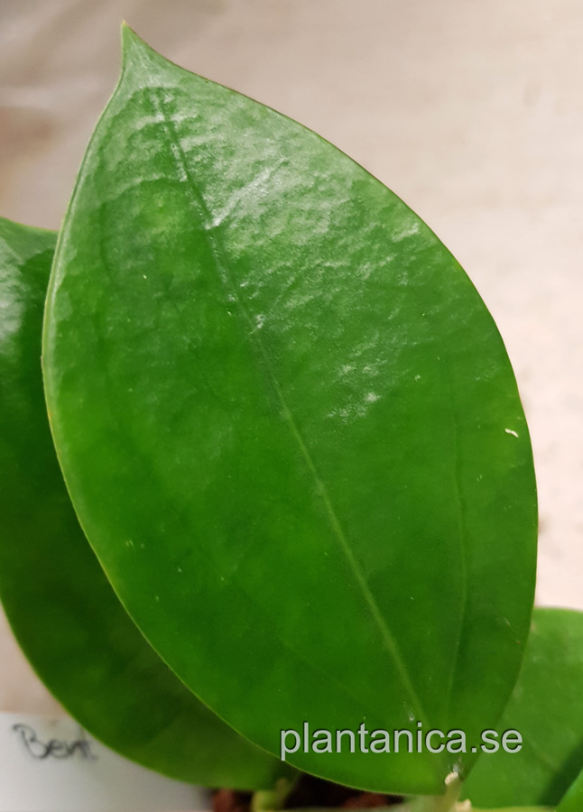 Hoya cv Bent - rotad köp hos Plantanica webbutik