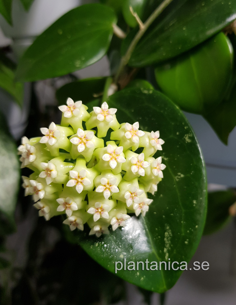 Hoya Genieve - rotad kp hos Plantanica webbutik