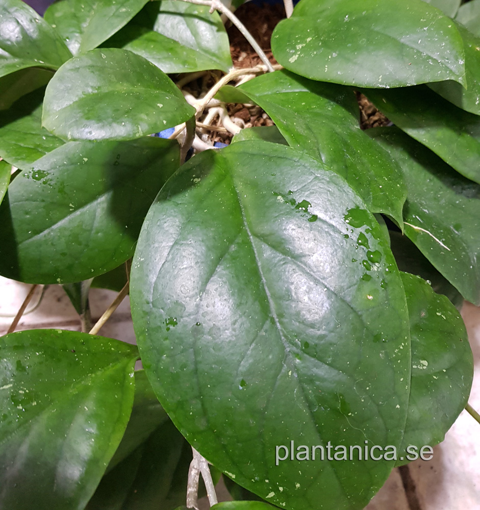Hoya lambii X vitellina - rotad kp hos Plantanica webbutik