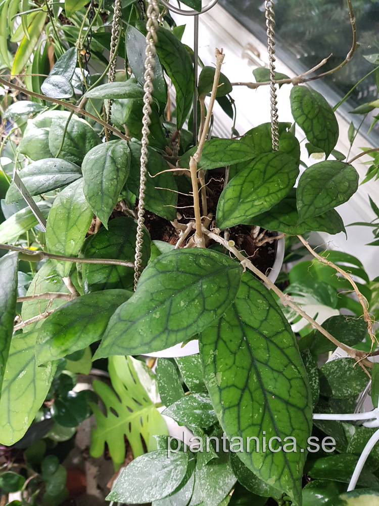 Hoya Larisa - finlaysonii X vitellinoides - rotad kp hos Plantanica webbutik