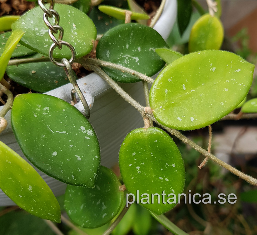 Hoya cv Mathilde - orotad kp hos Plantanica webbutik