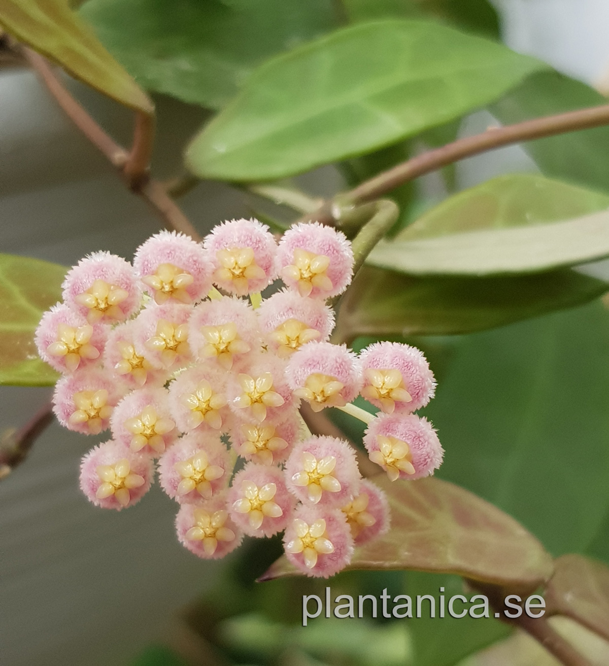 Hoya CV Rebecca - rotad köp hos Plantanica webbutik