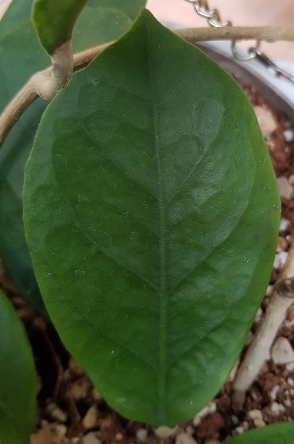 Hoya incrassata X verticillata - planta kp hos Plantanica webbutik