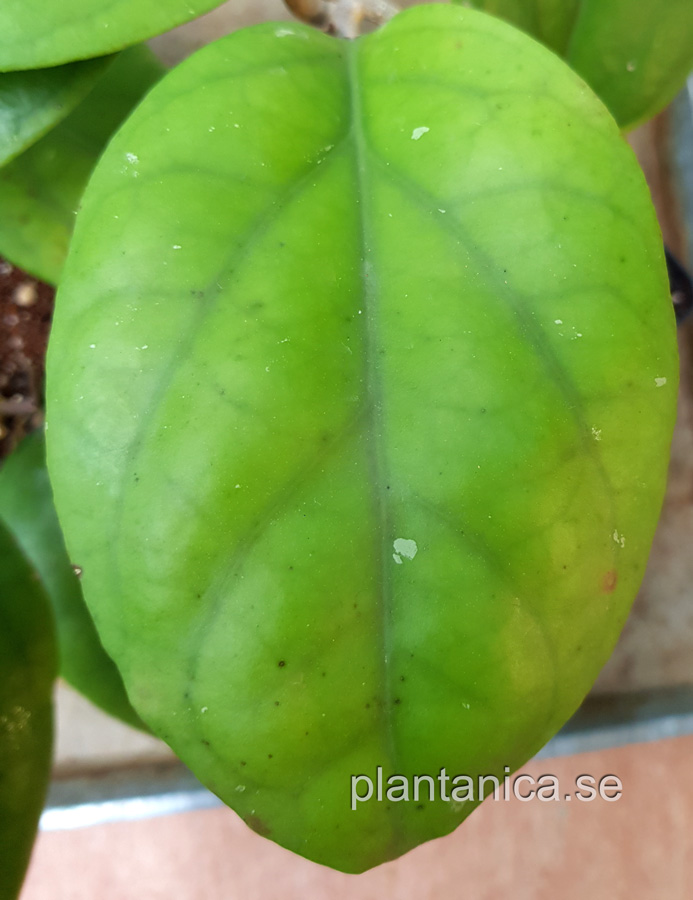 Hoya lambii X vitellina - rotad köp hos Plantanica