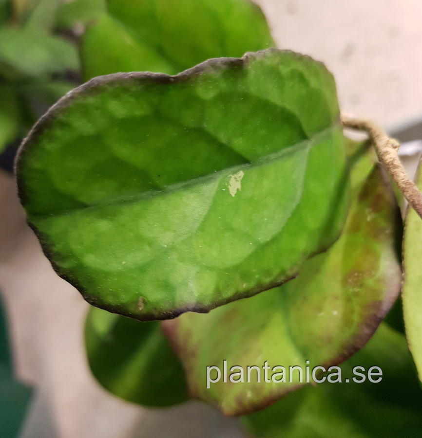 Hoya vitellina X finlaysonii - EPC-1018 rotad köp hos Plantanica webbutik