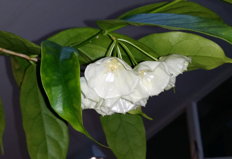 Hoya danumensis orotad kp hos Plantanica webbutik