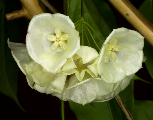 Hoya danumensis rotad kp hos Plantanica webbutik